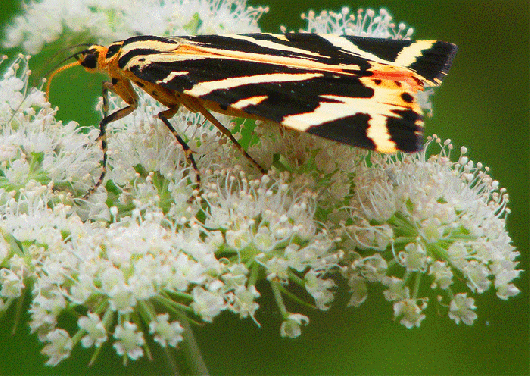 2009-08-deg-Russischer-Bär - Odenwald