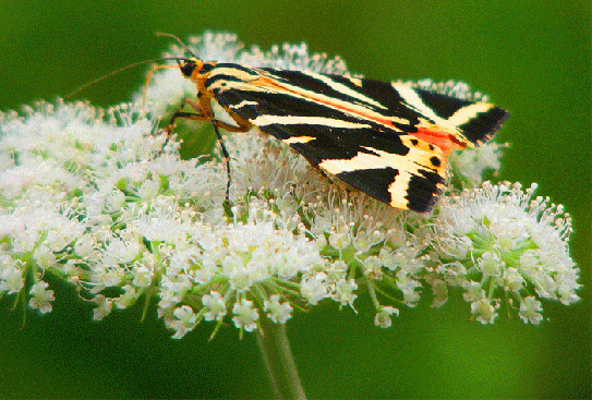 2009-08-deh-Russischer-Bär - Odenwald