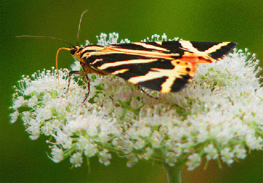 2009-08-dei-Russischer-Bär - Odenwald