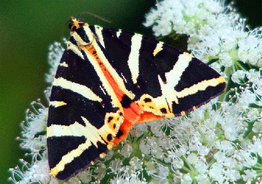 2009-08-dej-Russischer-Bär - Odenwald