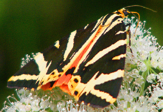 2009-08-dek-Russischer-Bär - Odenwald