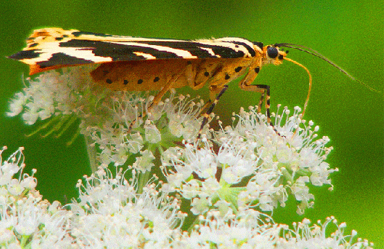 2009-08-dem-Russischer-Bär - Odenwald