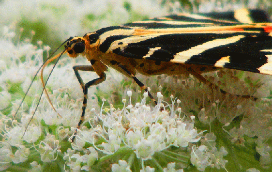 2009-08-den-Russischer-Bär - Odenwald