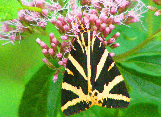 2009-08-dga-Russischer-Bär - Odenwald