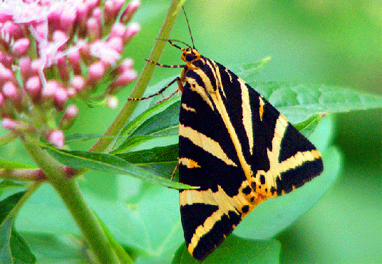 2009-08-dgc-Russischer-Bär - Odenwald