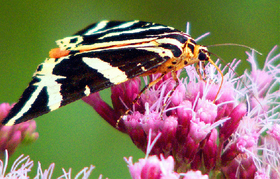 2009-08-dhb-Russischer-Bär - Odenwald