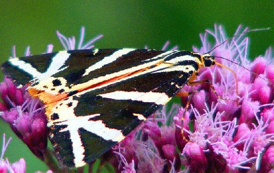 2009-08-dhc-Russischer-Bär - Odenwald