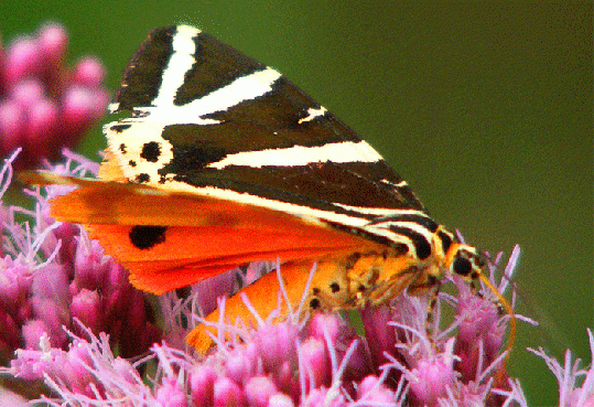 2009-08-dhd-Russischer-Bär - Odenwald