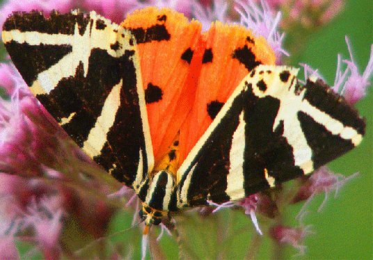 2009-08-dhf-Russischer-Bär - Odenwald