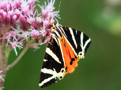 2009-08-dhg-Russischer-Bär - Odenwald