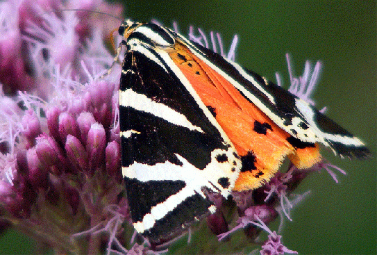 2009-08-dhi-Russischer-Bär - Odenwald