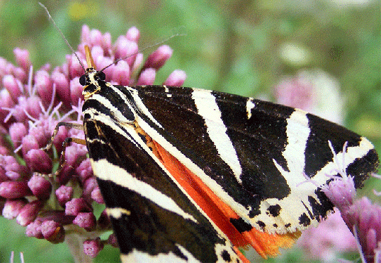 2009-08-dhk-Russischer-Bär - Odenwald