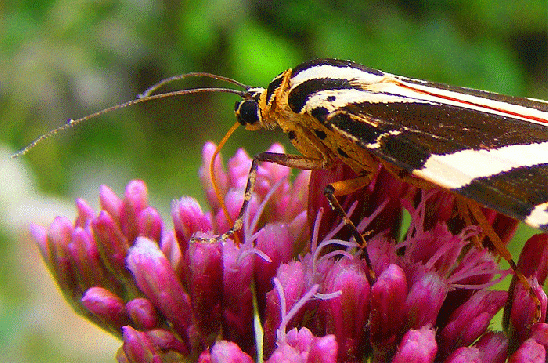 2009-08-dhl-Russischer-Bär - Odenwald