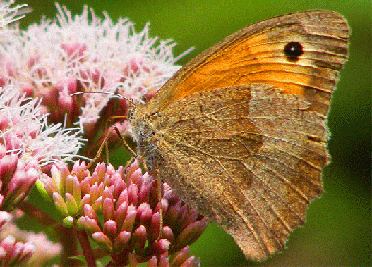 2009-08-eac-Kleiner Heufalter auf Wasserdost - Odenwald