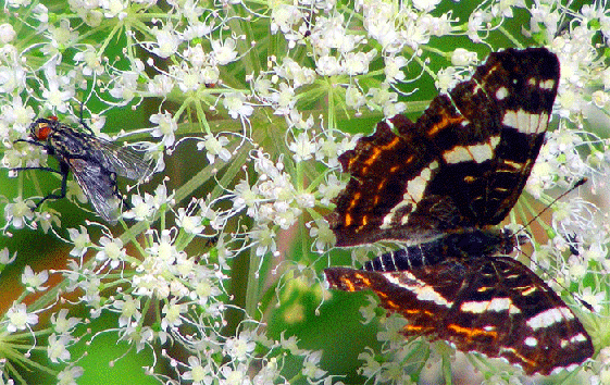 2009-08-ebc-Landkärtchen mit Fliege - Odenwald