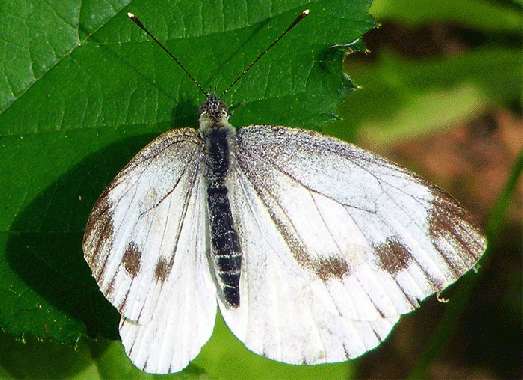 2009-08-ebd-Großer Kohlweißling - Odenwald