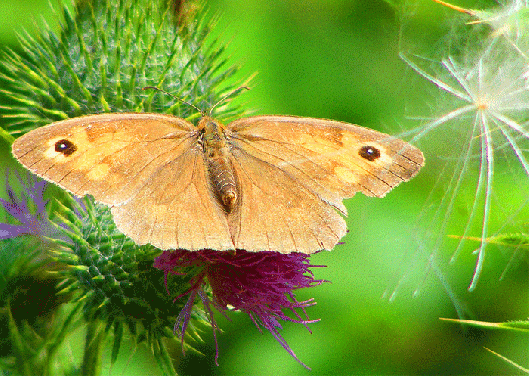 2009-08-ebe-Ochsenauge - Odenwald