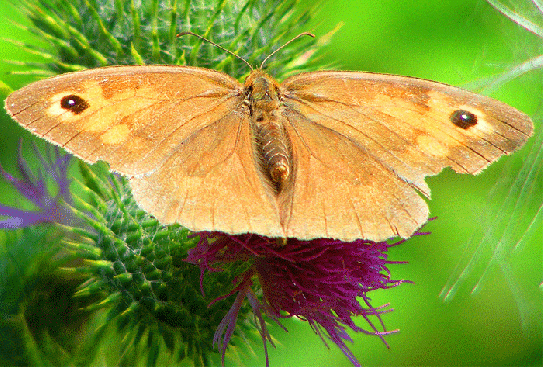 2009-08-ebea-Ochsenauge - Odenwald