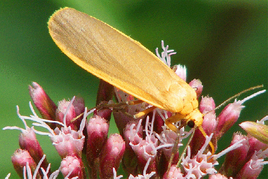 2009-08-ebeb-Schmetterling (Name?) - Odenwald