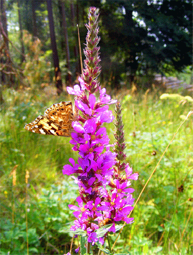 2009-08-ebja-Distelfalter - Odenwald