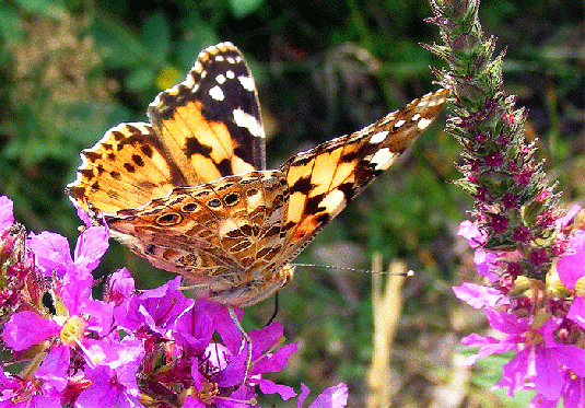 2009-08-ebjb-Distelfalter - Odenwald