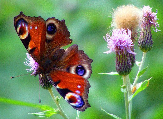 2009-08-ebm-Tagpfauenauge - Odenwald