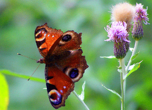 2009-08-ebma-Tagpfauenauge - Odenwald