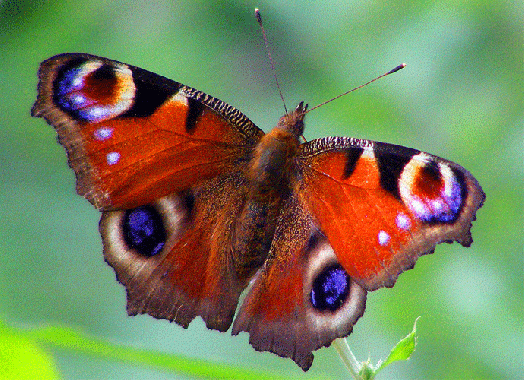 2009-08-ebmb-Tagpfauenauge - Odenwald