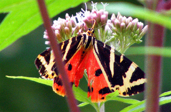 2009-08-ebn-Russischer-Bär - Odenwald