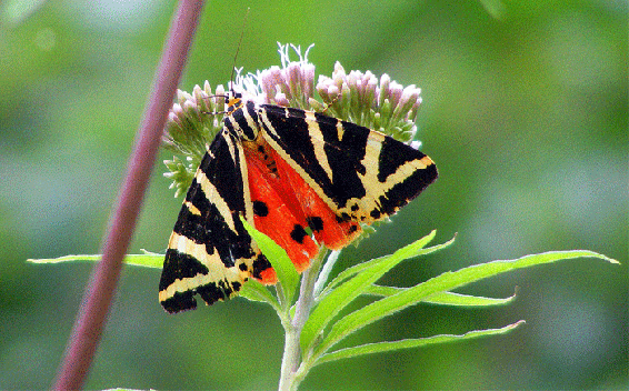 2009-08-ebna-Russischer-Bär - Odenwald