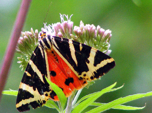 2009-08-ebnb-Russischer-Bär - Odenwald