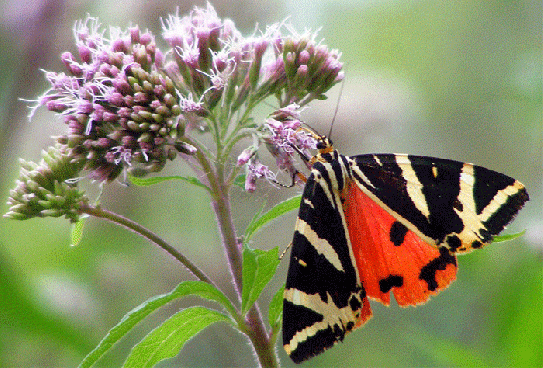 2009-08-ebnc-Russischer-Bär - Odenwald