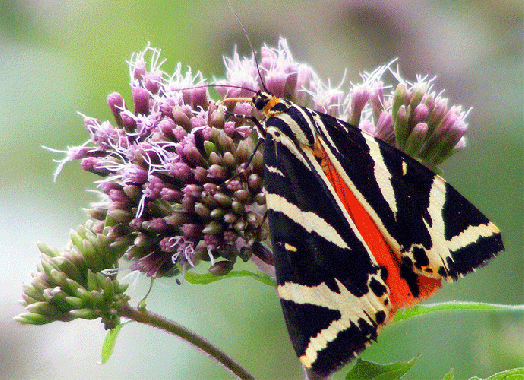 2009-08-ebnd-Russischer-Bär - Odenwald