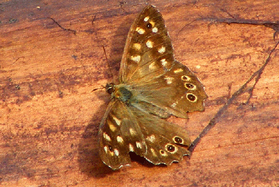 2009-08-ebw-Waldbrettspiel - Odenwald