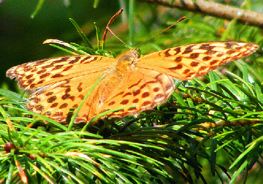 2009-08-ebz-Perlmutterfalter - Odenwald