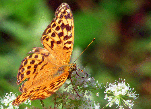 2009-08-ebzd-Perlmutterfalter - Odenwald