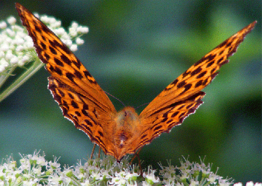 2009-08-ecaa-Perlmutterfalter - Odenwald