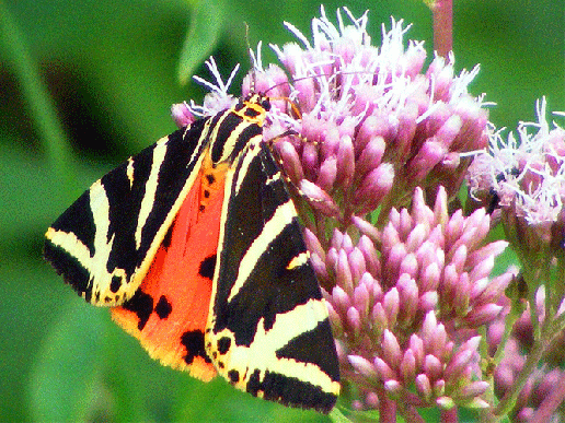 2009-08-fbb-Russischer-Bär - Odenwald