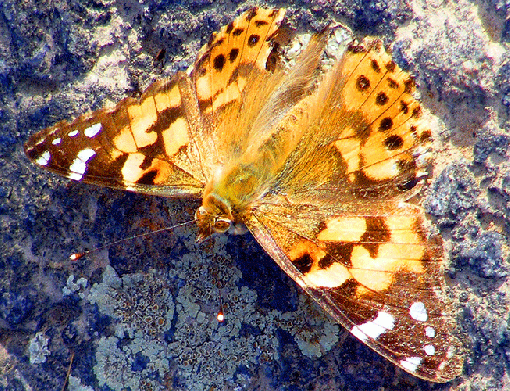 2009-08-fbd-Distelfalter - Odenwald