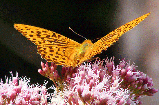 2009-08-fbo-Kaisermantel auf Wasserdost - Odenwald