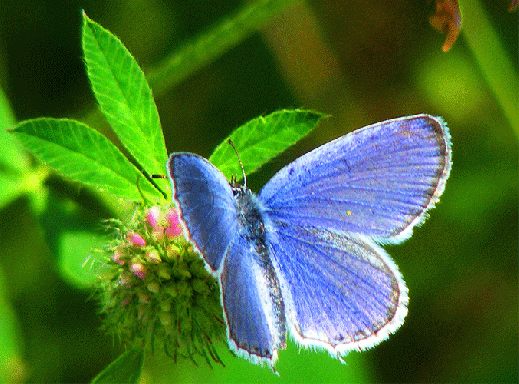 2009-08-fbp-Heuhechel-Bläuling - Odenwald