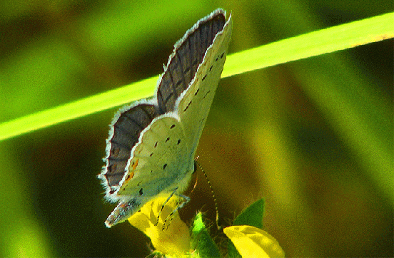 2009-08-fbpa-Heuhechel-Bläuling - Odenwald