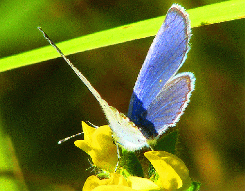 2009-08-fbpb-Heuhechel-Bläuling - Odenwald