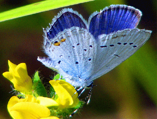 2009-08-fbpc-Heuhechel-Bläuling - Odenwald