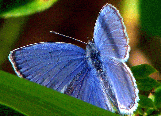 2009-08-fbpd-Heuhechel-Bläuling - Odenwald