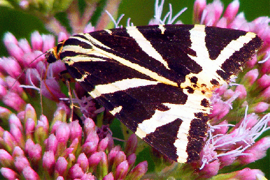 2009-08-fbx-Russischer-Bär - Odenwald