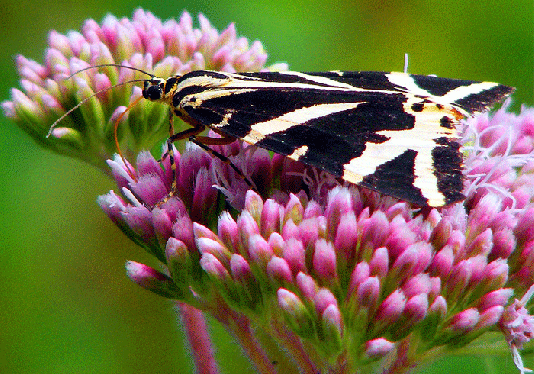 2009-08-fbxa-Russischer-Bär auf Wasserdost - Odenwald