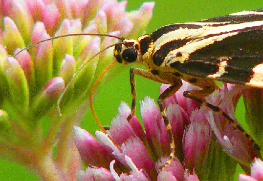 2009-08-fbxb-Russischer-Bär auf Wasserdost - Odenwald