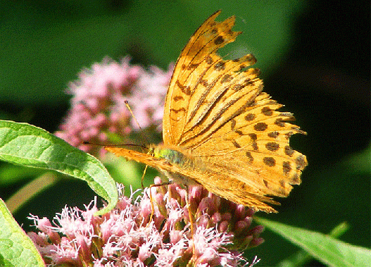 2009-08-fgc-Kaisermantel auf Wasserdost - Odenwald