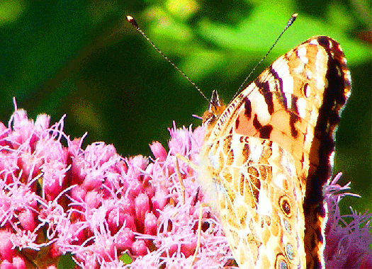 2009-08-fgd-Distelfalter auf Wasserdost - Odenwald